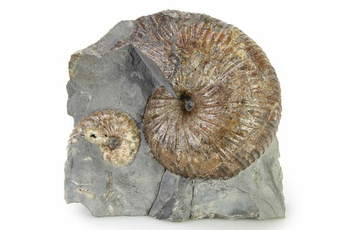 Iridescent Ammonite (Hoploscaphites) Fossil - Montana #316576